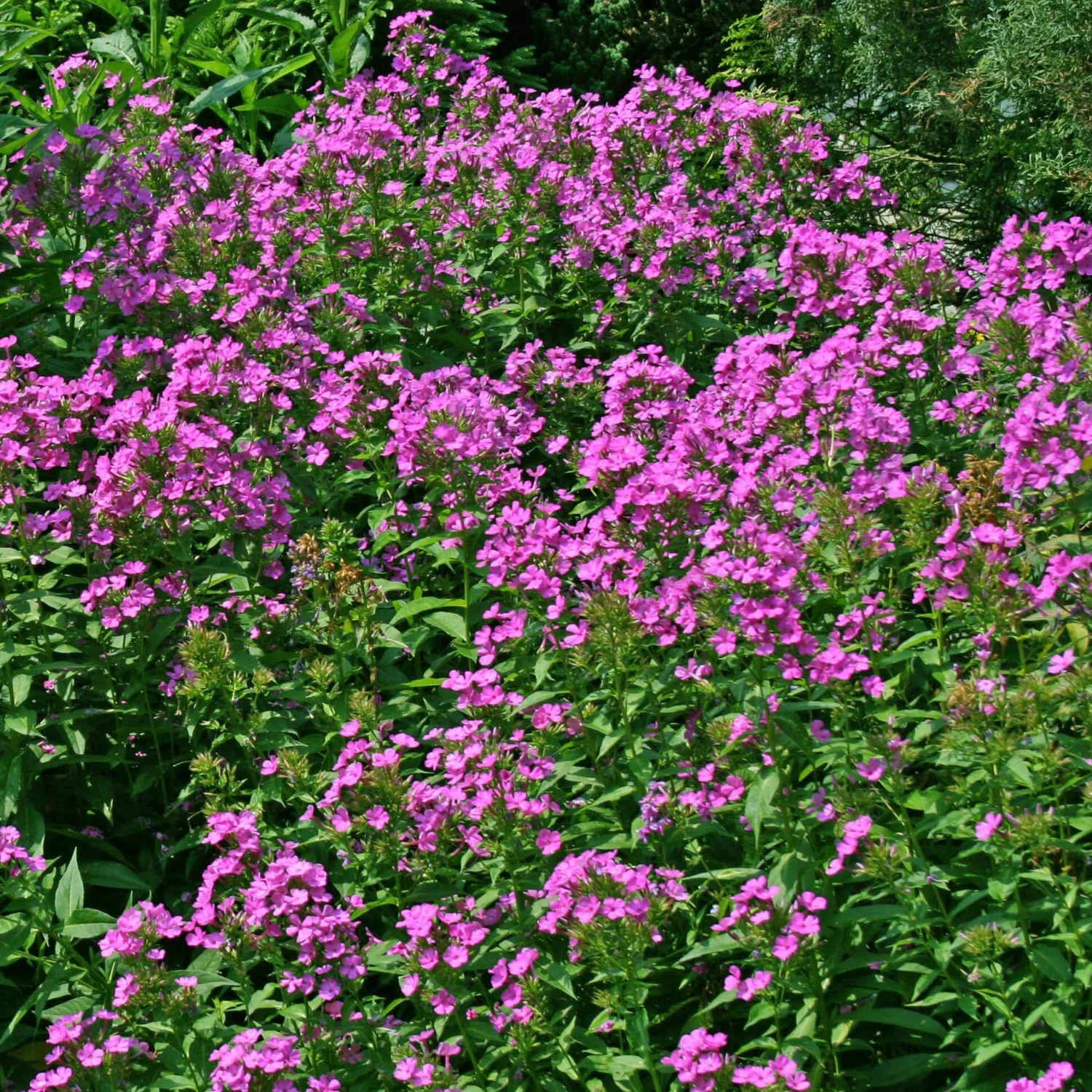 Phlox Paniculata 'Robert Poore' Garden Phlox 6 Phlox Paniculata 'Robert Poore' Garden Phlox - Image 4