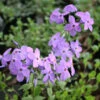 Phlox Stolonifera 'Sherwood Purple' Creeping Woodland Phlox -NatureNest Gardens Store PHL Sherwood Purple 2 EZ