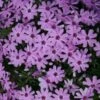 Phlox Subulata 'Fort Hill' Creeping Phlox 2 Phlox Subulata 'Fort Hill' Creeping Phlox -NatureNest Gardens Store PHL Ft Hill ez