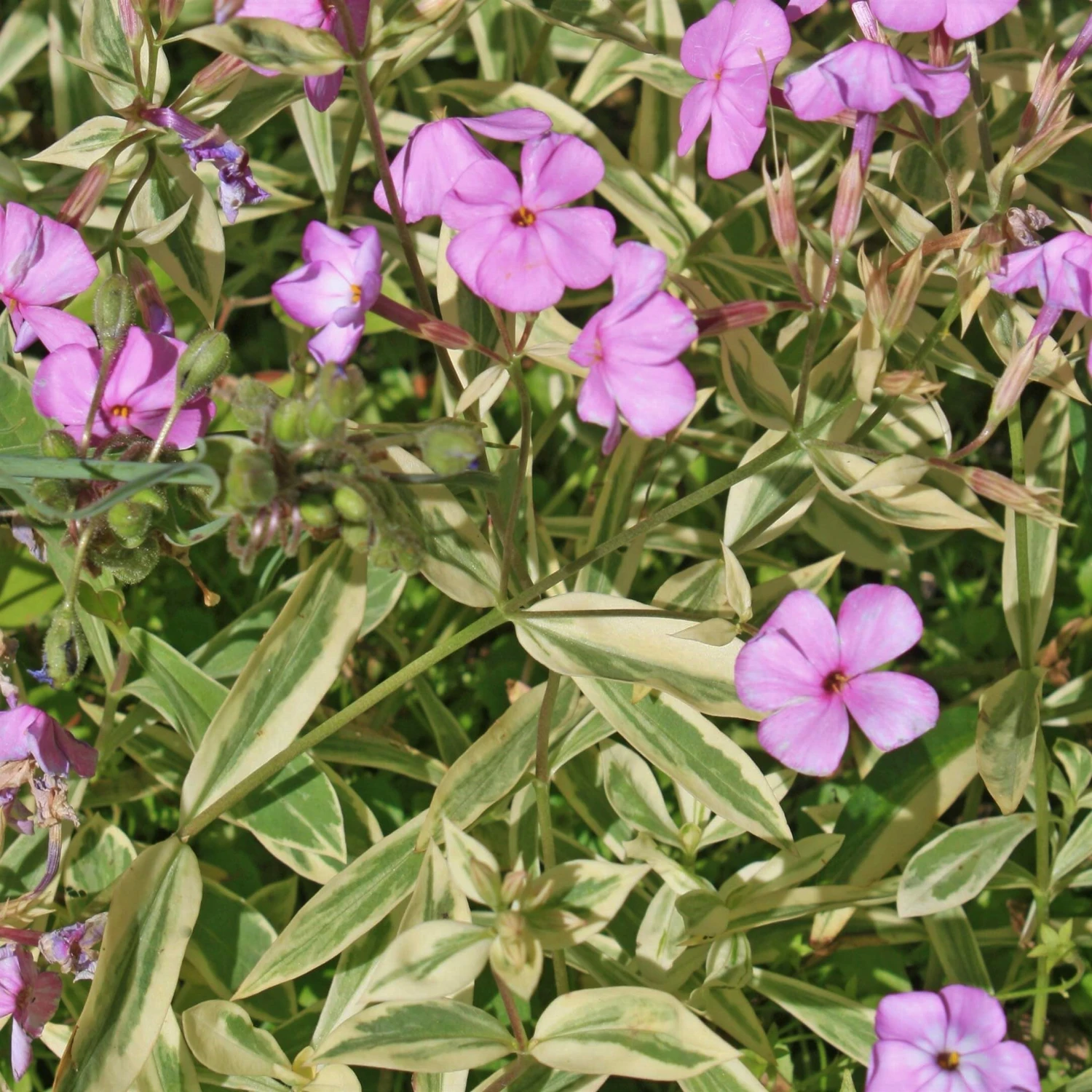 Phlox Procumbens 'Variegata' Trailing Phlox 3 Phlox Procumbens 'Variegata' Trailing Phlox