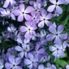 Phlox Laphamii 'Blue Buttons' Wild Sweet William