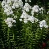 Phlox Paniculata 'David' Garden Phlox