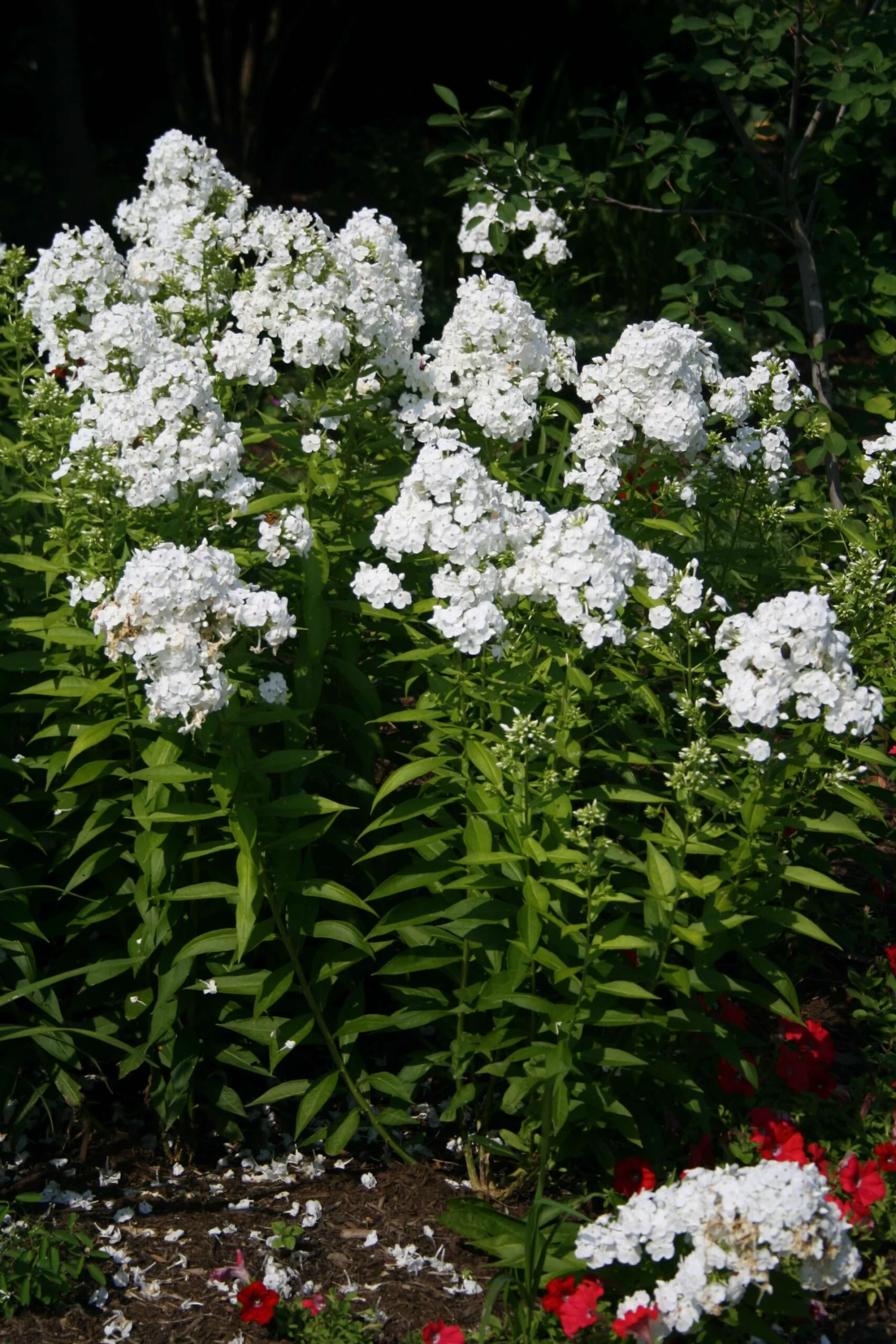 Phlox Paniculata 'David' Garden Phlox 3 Phlox Paniculata 'David' Garden Phlox