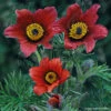 Pulsatilla Red Bells 2 Pulsatilla Red Bells -NatureNest Gardens Store PLS Red Bells Jelitto