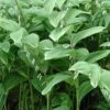 Polygonatum Odoratum 'Variegatum' Variegated Solomon's Seal -NatureNest Gardens Store PLY Odoratum Variegatum spi