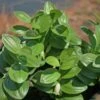 Polygonatum Humile Dwarf Solomon's Seal -NatureNest Gardens Store PLY humilis EZ 1