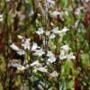 Penstemon Digitalis 'Husker Red' Beardtongue