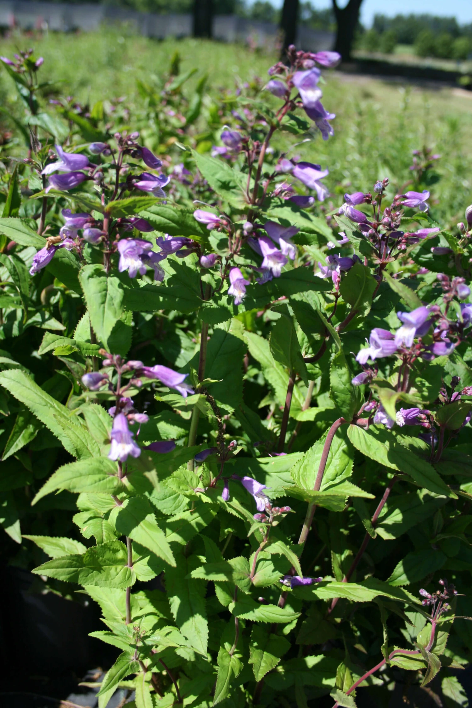 Penstemon Smallii Small's Beardtongue 2 Penstemon Smallii Small's Beardtongue