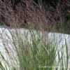 Panicum Virgatum Purple Tears Switchgrass