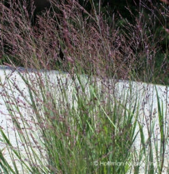 Panicum Virgatum Purple Tears Switchgrass