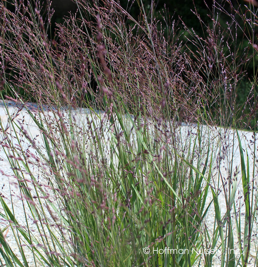 Panicum Virgatum Purple Tears Switchgrass 3 Panicum Virgatum Purple Tears Switchgrass
