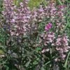 Penstemon 'Dark Towers' -NatureNest Gardens Store Penstemon Dark Towers Beardtongue
