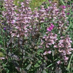 Penstemon 'Dark Towers'