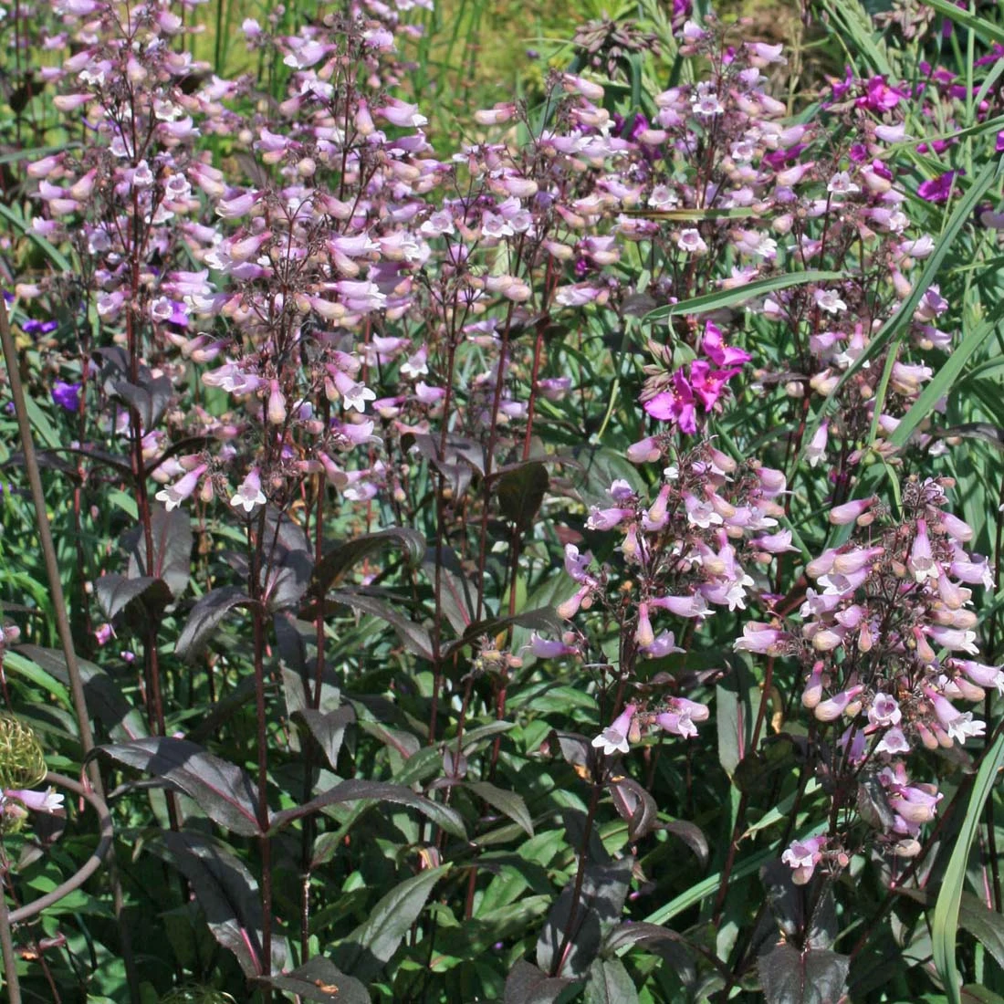 Penstemon 'Dark Towers' 3 Penstemon 'Dark Towers'