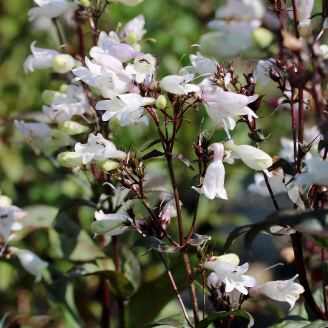 Penstemon 'Onyx And Pearls' Beardtongue 3 Penstemon 'Onyx And Pearls' Beardtongue