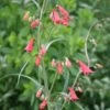 Penstemon Barbatus Coccineus Fireworks Beardtongue -NatureNest Gardens Store PenstemonFireworks