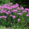 Phlox Paniculata 'Robert Poore' Garden Phlox -NatureNest Gardens Store Phl pani RobertPoore hab