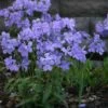 Phlox Divaricata 'Blue Moon' Woodland Phlox 1 Phlox Divaricata 'Blue Moon' Woodland Phlox -NatureNest Gardens Store Phlox div Blue Moon in landscape EZ