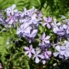 Phlox Divaricata Woodland Phlox 2 Phlox Divaricata Woodland Phlox -NatureNest Gardens Store Phlox divaricata woodland phlox