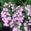 Phlox Paniculata 'Jeana' Garden Phlox -NatureNest Gardens Store Phlox paniculata Jeana