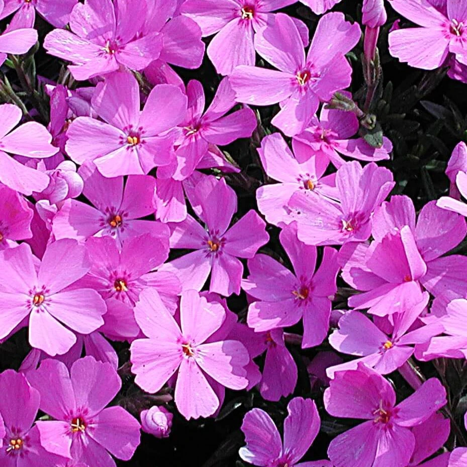 Phlox Subulata 'Emerald Pink' Creeping Phlox 3 Phlox Subulata 'Emerald Pink' Creeping Phlox