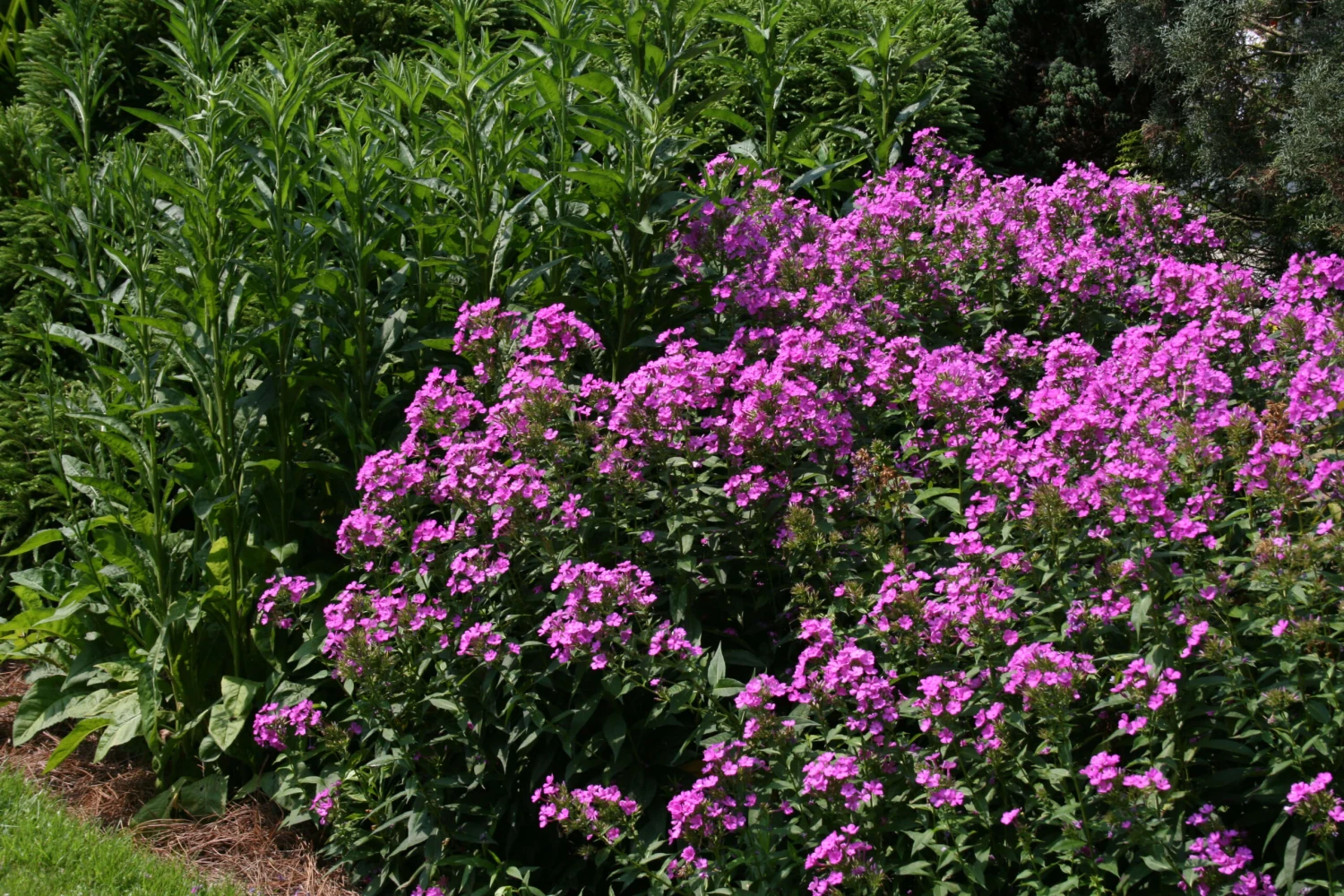Phlox Paniculata 'Robert Poore' Garden Phlox 5 Phlox Paniculata 'Robert Poore' Garden Phlox - Image 3