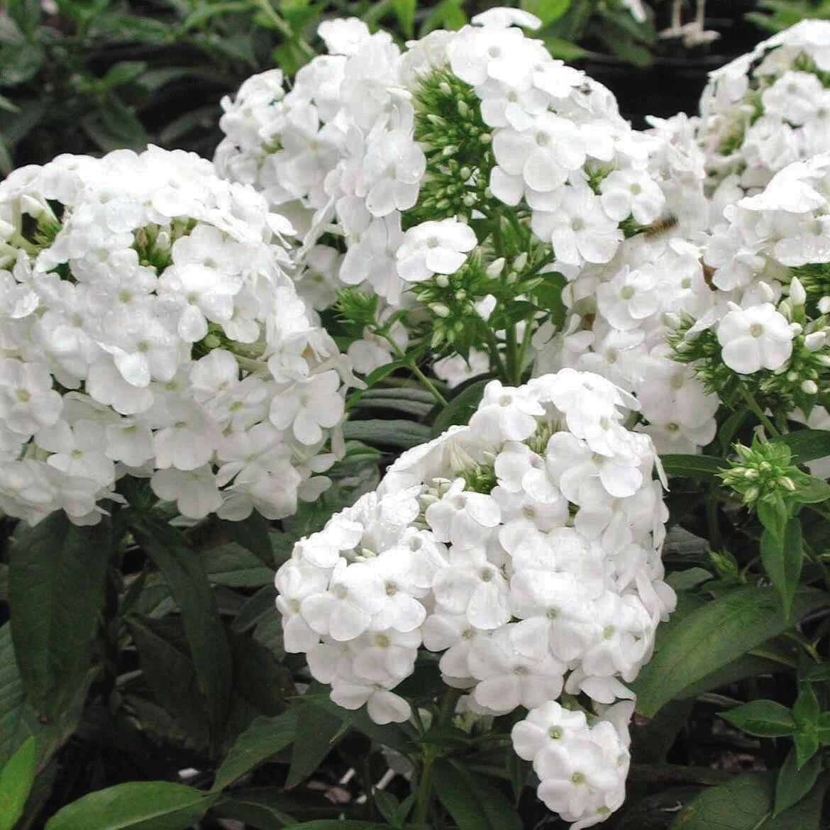Phlox Paniculata 'David' Garden Phlox 4 Phlox Paniculata 'David' Garden Phlox - Image 2