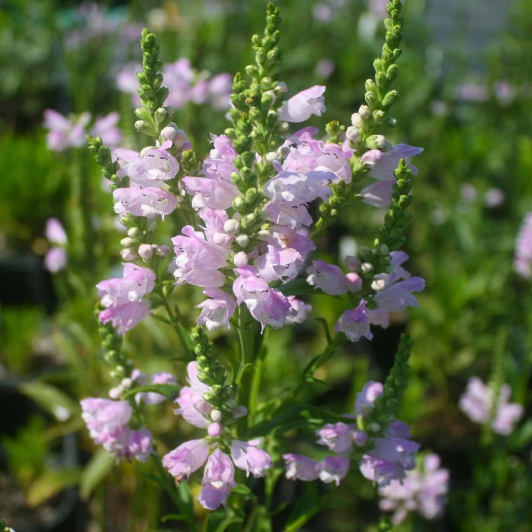Physostegia Virginiana 'Pink Manners' Obedient Plant 3 Physostegia Virginiana 'Pink Manners' Obedient Plant