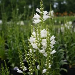 Physostegia Virginiana 'Miss Manners' Obedient Plant