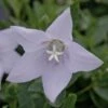 Platycodon Fairy Snow Balloon Flower -NatureNest Gardens Store Platycodon FairySnow EZ
