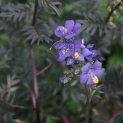 Polemonium Yezoense 'Purple Rain Strain' Jacob's Ladder