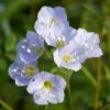 Polemonium Reptans Jacob's Ladder -NatureNest Gardens Store Polemonium reptans jacobs ladder flower