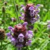 Prunella Vulgaris Self-Heal -NatureNest Gardens Store Prunella vulgaris self heal