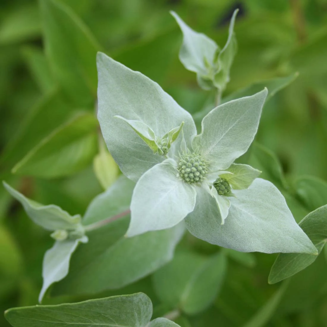 Pycnanthemum Muticum Clustered Mountain Mint 4 Pycnanthemum Muticum Clustered Mountain Mint - Image 2