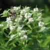 Pycnanthemum Tenuifolium Narrowleaf Mountain Mint