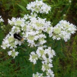 Pycnanthemum Virginianum Virginia Mountain Mint
