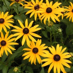 Rudbeckia Fulgida 'Goldsturm' Black-Eyed Susan -NatureNest Gardens Store RDB GOLDSTURM spi