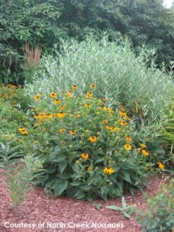 Rudbeckia Fulgida 'Goldsturm' Black-Eyed Susan