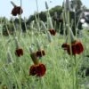 Ratibida Columnifera Red Midget -NatureNest Gardens Store RTB MexicanHat2 EZ