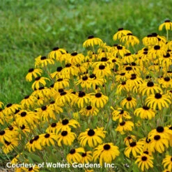 NatureNest Gardens Store -NatureNest Gardens Store Rudbeckia American Gold Rush PP28498 0001 high res