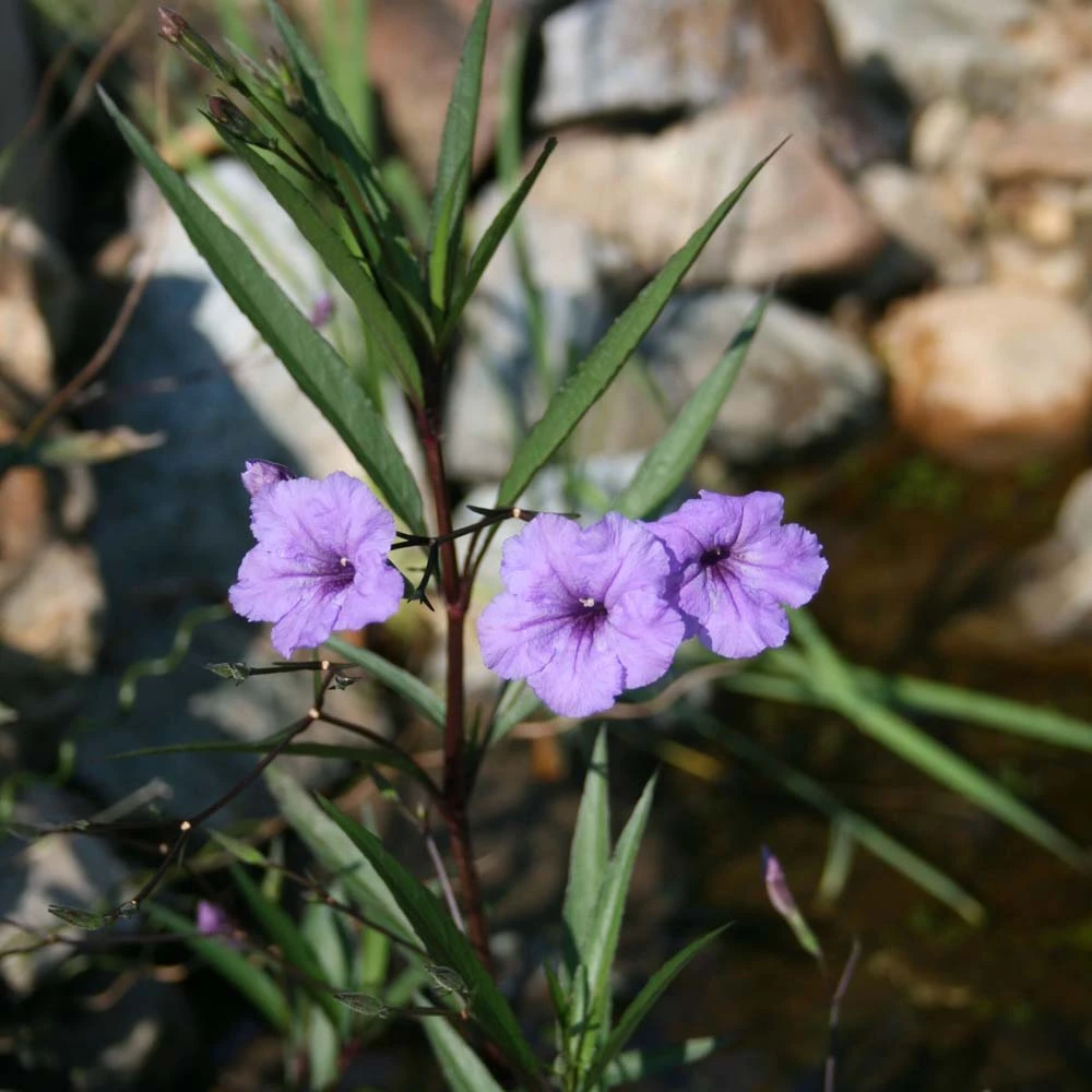 Ruellia Brittoniana Wild Petunia 3 Ruellia Brittoniana Wild Petunia