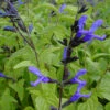 Salvia Guarantica 'Black And Blue' Anise Sage -NatureNest Gardens Store SALVIA BLACK AND BLUE