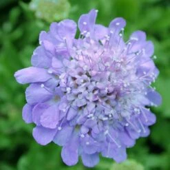 Scabiosa Columbaria 'Butterfly Blue' Pincushion Flower -NatureNest Gardens Store SCB Butterfly Blue spi