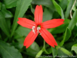 Silene Virginica Fire Pinks -NatureNest Gardens Store SILENE VIRGINIC 1