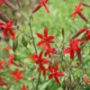 Silene Virginica Fire Pinks