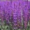 Salvia Sylvestris 'May Night' Wood Sage -NatureNest Gardens Store SLV May Night EZ