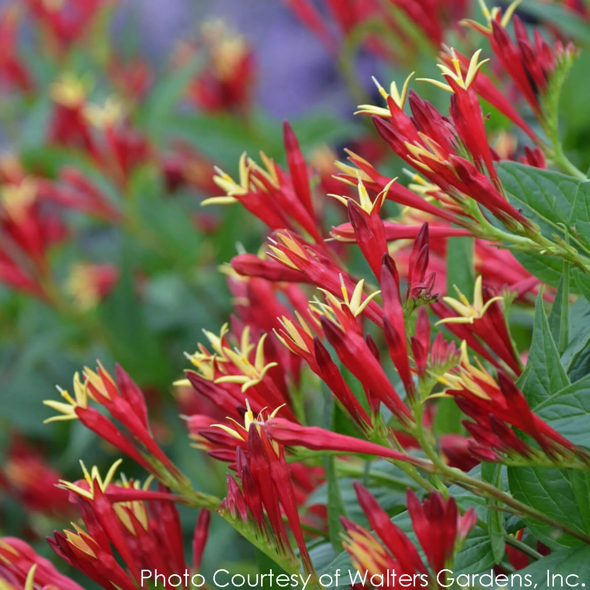 Spigelia Marilandica 'Little Redhead' Indian Pink 5 Spigelia Marilandica 'Little Redhead' Indian Pink - Image 3