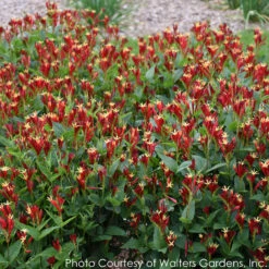 Spigelia Marilandica 'Little Redhead' Indian Pink 9 Spigelia Marilandica 'Little Redhead' Indian Pink -NatureNest Gardens Store SPIGELIA LITTLE REDHEAD 4
