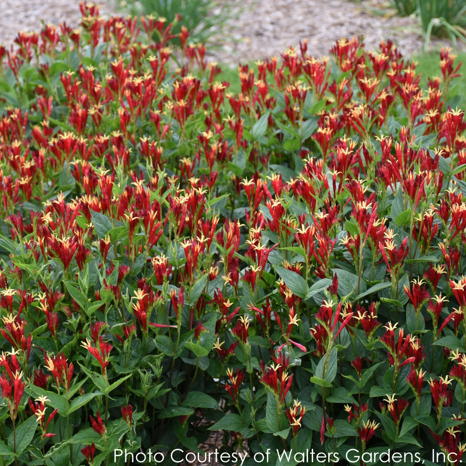 Spigelia Marilandica 'Little Redhead' Indian Pink 6 Spigelia Marilandica 'Little Redhead' Indian Pink - Image 4