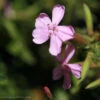 Saponaria Max Frei Soapwort -NatureNest Gardens Store SPN MaxFrei DavidJStang